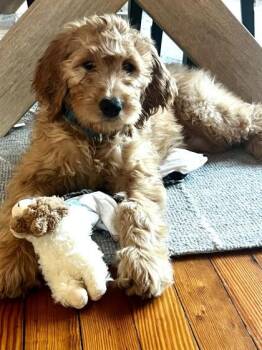 Golden Retriever and Standard Poodle Dogs Available for Adoption - Kevin | PetCurious