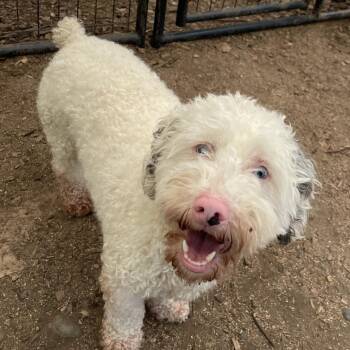 Poodle Dogs Available for Adoption in Graham, Washington - POLAR BEAR | PetCurious