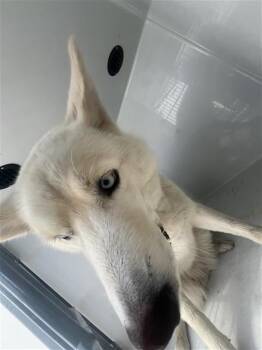 A659527 -  Husky Dog for Adoption in Houston, Texas - A659527 | PetCurious