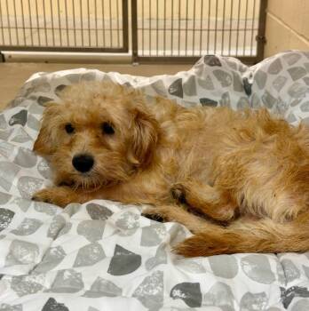 Bobby -  Miniature Poodle and Mixed Breed Dog for Adoption in Columbia, Illinois - Bobby | PetCurious