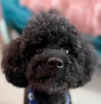 Miniature Poodle Dogs Available for Adoption in Toronto, Ontario - Lucky | PetCurious