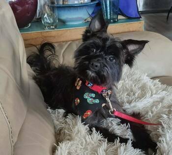 Terrier Dogs Available for Adoption in Hillsborough, North Carolina - Leon | PetCurious