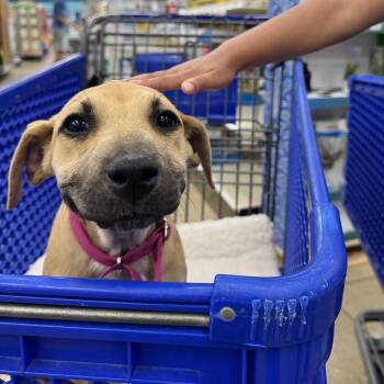 German Shepherd Dog Dogs Available for Adoption - MILLIE! | PetCurious