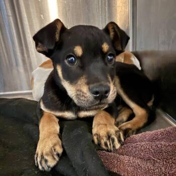 Yellow Labrador Retriever Dogs Available for Adoption - Velveteen | PetCurious