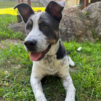 GUS -  Mixed Breed Dog for Adoption in Cranston, Rhode Island - GUS | PetCurious