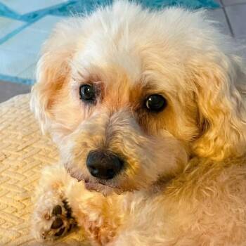 Molly -  Cockapoo and Mixed Breed Dog for Adoption in Corpus Christi, Texas - Molly | PetCurious