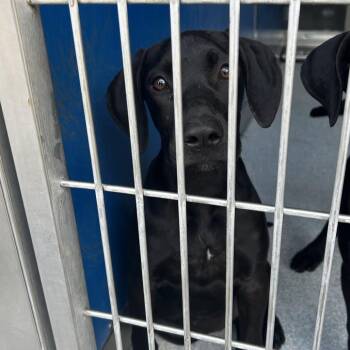 Adeline -  Pit Bull Terrier and Doberman Pinscher Dog for Adoption in Long Beach, California - Adeline | PetCurious