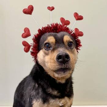 Cattle Dog and Chihuahua Dogs Available for Adoption - Sammy | PetCurious