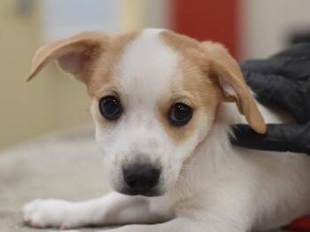 Umami -  Chihuahua Dog for Adoption in Portland, Oregon - Umami | PetCurious