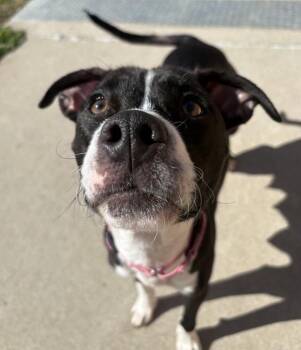 Pit Bull Terrier Dogs Available for Adoption in Sioux City, Iowa - Sheeba | PetCurious