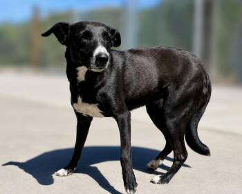 Wednesday -  Labrador Retriever and Border Collie Dog for Adoption in Littleton, Colorado - Wednesday | PetCurious