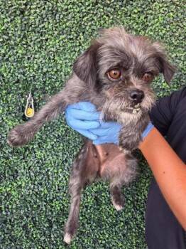 61209979 -  Terrier and Mixed Breed Dog for Adoption in El Paso, Texas - 61209979 | PetCurious