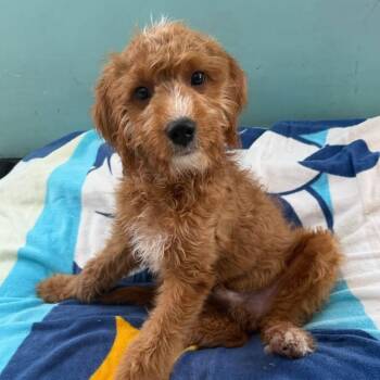 Lionheart -  Goldendoodle Dog for Adoption - Lionheart | PetCurious