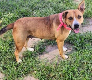 BELLE -  Staffordshire Bull Terrier and Mixed Breed Dog for Adoption in Houston, Texas - BELLE | PetCurious
