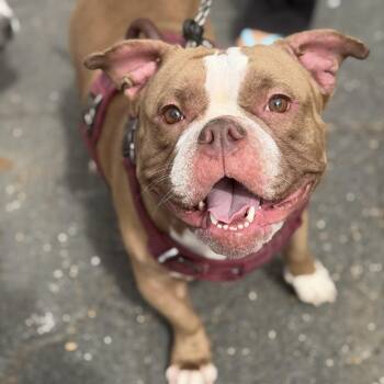 Louise -  American Bully and French Bulldog Dog for Adoption in Mahwah, New Jersey - Louise | PetCurious