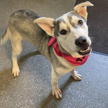 Sage -  Husky and Labrador Retriever Dog for Adoption in Metamora, Michigan - Sage | PetCurious