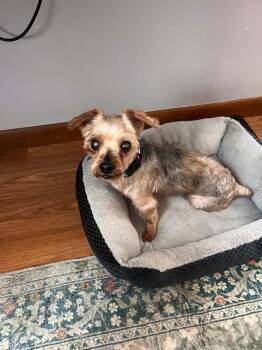 Bailey -  Yorkshire Terrier Dog for Adoption - Bailey | PetCurious