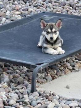 Husky -  Shepherd and Mixed Breed Dog for Adoption in El Paso, Texas - Husky | PetCurious