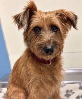 Zena -  Schnauzer Dog for Adoption - Zena | PetCurious