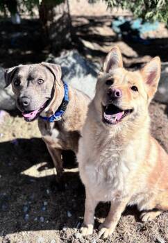 Rescue Pit Bull Terrier Dogs for Adoption in Hesperia, California - Pluto | PetCurious