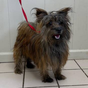 Yorkshire Terrier and Pomeranian Dogs Available for Adoption - TUSC-Stray-83569 | PetCurious