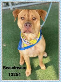Pit Bull Terrier Dogs Available for Adoption in Marietta, Georgia - Boudreaux (854) | PetCurious