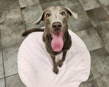 Summer -  Weimaraner and Belgian Shepherd Malinois Dog for Adoption - Summer | PetCurious