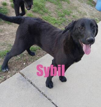 Labrador Retriever Dogs Available for Adoption in Irwin, Pennsylvania - Sybil | PetCurious