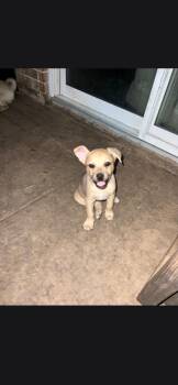 Lobo -  Chug Dog for Adoption in Plano, Texas - Lobo | PetCurious