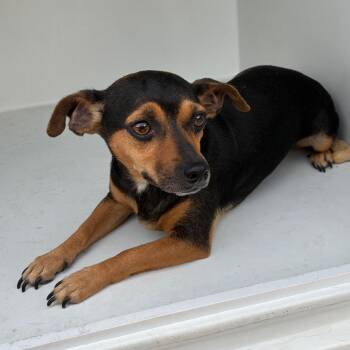 Rocki -  Mixed Breed Dog for Adoption in Chattanooga, Tennessee - Rocki | PetCurious