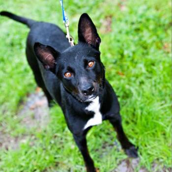 Rescue Mixed Breed Dogs for Adoption in Houston, Texas - Lucy | PetCurious