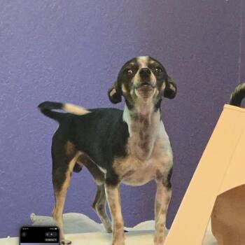 Kahuna C12102 -  Chihuahua Dog for Adoption - Kahuna C12102 | PetCurious