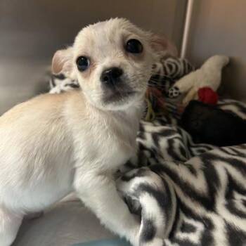 Terrier and Mixed Breed Dogs Available for Adoption in Merriam, Kansas - Pepper | PetCurious