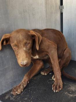 Labrador Retriever Dogs Available for Adoption in San Antonio, Texas - SUNKISS | PetCurious