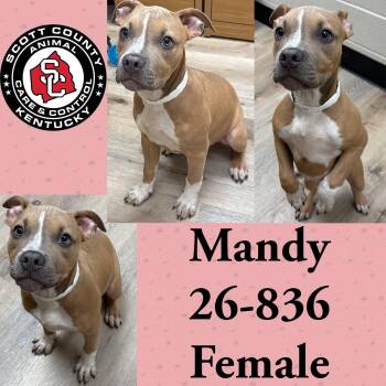 Mandy -  Staffordshire Bull Terrier Dog for Adoption in Georgetown, Kentucky - Mandy | PetCurious