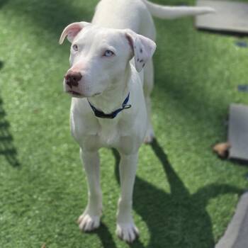 Damon Blue Eyes -  Mixed Breed Dog for Adoption in Blairstown, New Jersey - Damon Blue Eyes | PetCurious