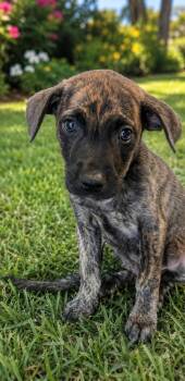 Theo -  Labrador Retriever Dog for Adoption in Colorado Springs, Colorado - Theo | PetCurious