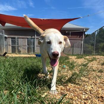 Mater -  Labrador Retriever and Great Pyrenees Dog for Adoption in Calverton, New York - Mater | PetCurious