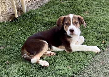 Brooks -  Great Pyrenees and Australian Cattle Dog Blue Heeler Dog for Adoption in Sioux City, Iowa - Brooks | PetCurious