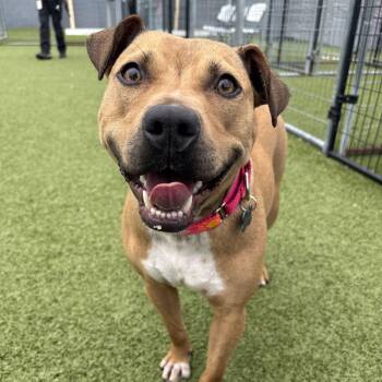 Padme -  Pit Bull Terrier Dog for Adoption in Columbus, Ohio - Padme | PetCurious