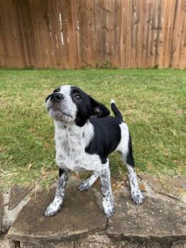 Cookie -  Australian Shepherd and Cattle Dog Dog for Adoption in Gilmer, Texas - Cookie | PetCurious