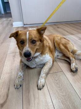 Golden Retriever and Mixed Breed Dogs Available for Adoption in Fayetteville, Tennessee - Tipper | PetCurious