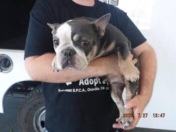 KONA -  French Bulldog and Mixed Breed Dog for Adoption in Oroville, California - KONA | PetCurious