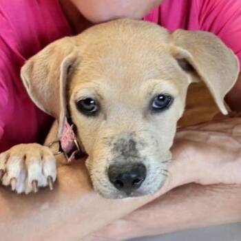 Journey -  Terrier Dog for Adoption in St. Louis, Missouri - Journey | PetCurious