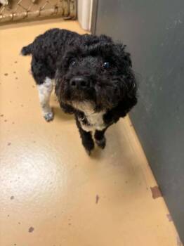 Scooter -  Poodle Dog for Adoption in Hamilton, Ohio - Scooter | PetCurious