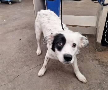 Mixed Breed Dogs Available for Adoption - MINERVA | PetCurious