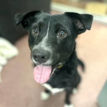 Collins -  Mixed Breed Dog for Adoption in Asheville, North Carolina - Collins | PetCurious