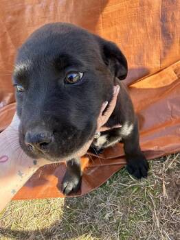 Labrador Retriever and Mixed Breed Dogs Available for Adoption - Cain / Wonton | PetCurious