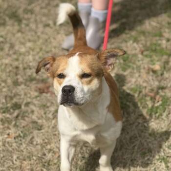Corgi and Basset Hound Dogs Available for Adoption - JAPAN | PetCurious