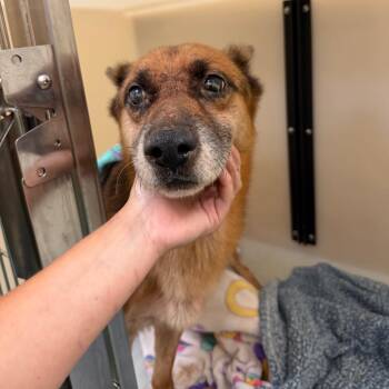 Rebel -  Mixed Breed Dog for Adoption in Memphis, Tennessee - Rebel | PetCurious
